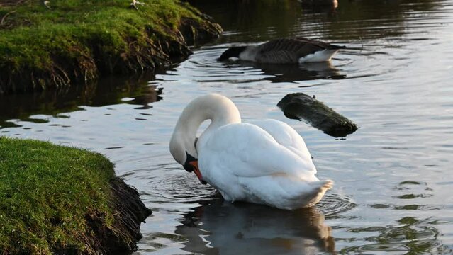 Swan preening in the morning sun