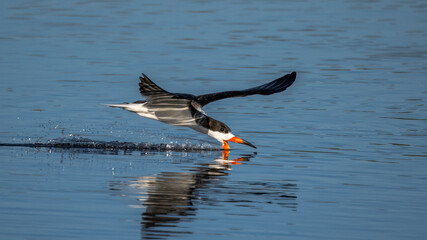 A Black Skimmer flying close to water in an attempt to catch fish in Myakka River State Park in Sarasota FL USA