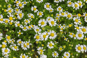Daisy is the common name given to plant species from different genera such as Anthemis, Matricaria, Bellis, Leucanthemum and Tripleurospermum, which dye in the Daisy family.