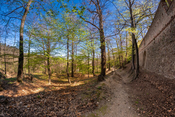 Fototapeta premium forest with trees with the first buds of spring near the walls of Manta castle in the hills of Saluzzo, Cuneo, Italy