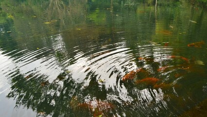 Koi fish in the splash clear water lake