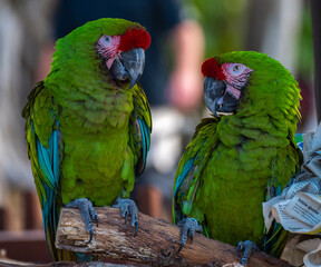 two parrots on a branch