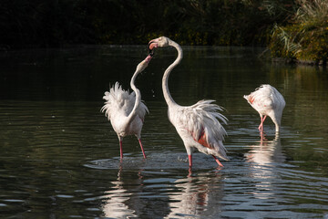 Flamingos mit gebogenem Hals im Wasser stehend