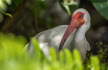 yellow-billed stork