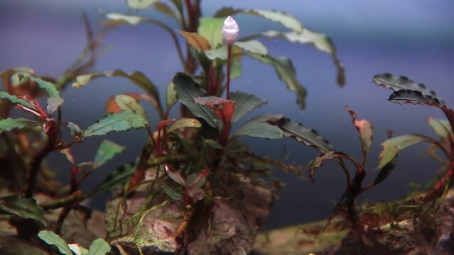 Closeup of bucephalandra brownie red aquarium plant in tropical freshwater aquascape. Bottom view. . flowers in the forest