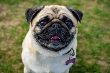 Fototapeta premium cute mops pug dog puppy looking up into the camera
