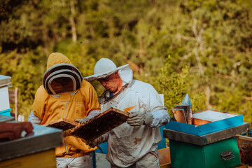 Beekeepers checking honey on the beehive frame in the field. Small business owners on apiary. Natural healthy food produceris working with bees and beehives on the apiary.