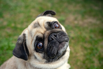 Obraz premium cute mops pug dog puppy looking up into the camera