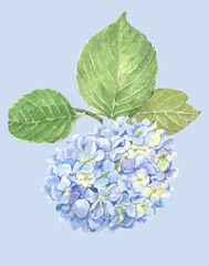 Watercolor branch of lilac on blue background.  Illustration for decoration. 