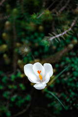 White crocus. Spring bulbous flowers in the garden. Close-up against blurred greenery. Vertically.