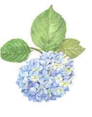 Watercolor blue hydrangea flower with leaves on a white background.  Illustration for decoration interior and for your project. 