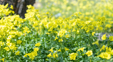 Spring field blooming, wild yellow flowers close up view.