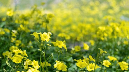 Spring field blooming, wild yellow flowers close up view.