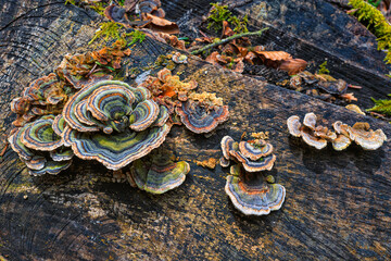 champignons queue de dinde sur une souche d'arbre pourrie au sol