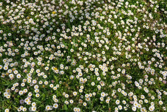 grande quantit&agrave; di margherite fiorite sul prato in primavera