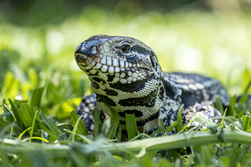 Iguana in the garden in detail