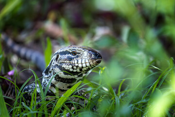 Iguana in the garden in detail peeking out from the grass