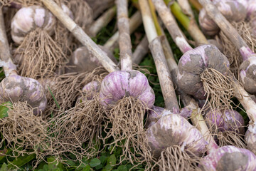 harvested garlic harvest that is dried in the sun