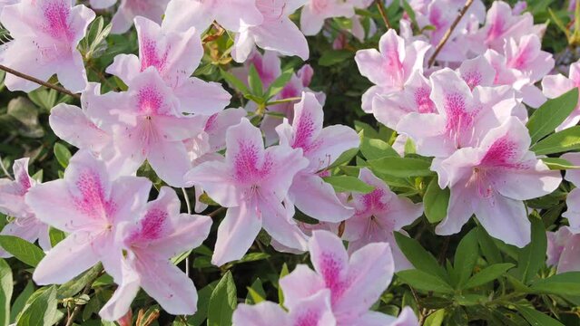 Colorful bright pink and white azalea flowers with natural green bush background.