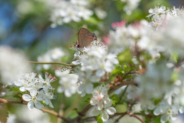 Dusky Blue Groundstreak butterfly on a parsley hawthorn flower.