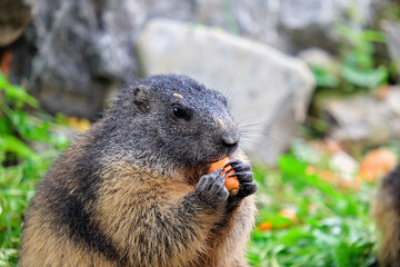 Close up of a marmot holding and eating a carrot