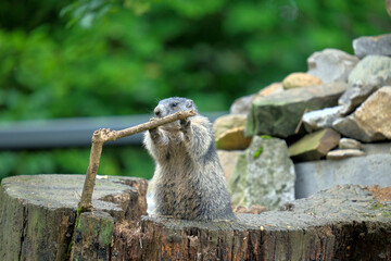 Groundhog holds on to branch