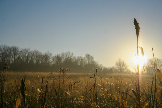 Sunrise Behind Stalk of Millet or Sorghum at a Missouri Conservation Area field in Cross Timbers, Missouri