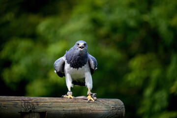 Black-chested buzzard-eagle on wooden beam