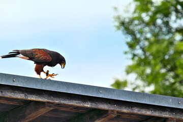 Harris's hawk on a rooftop