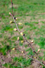 Leaves blossom on a young pear tree branch on a sunny spring day. Growing fruit trees in the garden