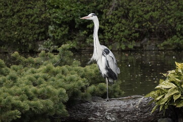 Gray heron
Kyoto,Japan
I took this picture.
My love picture.