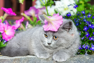 British grey shorthair kitten sitting on a rock in the grass close-up