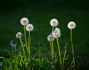 Dandelion