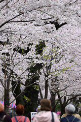 気づけばどこも桜花爛漫