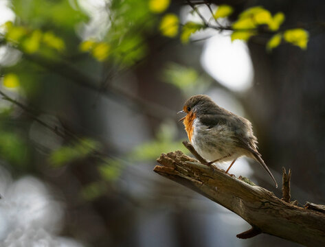 robin on a branch