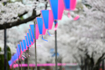 気づけばどこも桜花爛漫