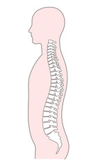 正常な背骨の人物イラスト