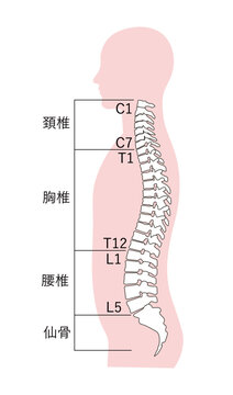 背骨」の写真素材 | 1,114,278件の無料イラスト画像 | Adobe Stock
