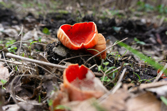 Sarcoscypha red mushroom in nature