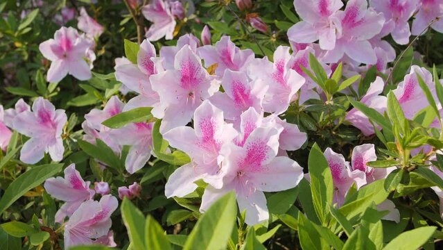 Colorful bright pink and white azalea flowers with natural green bush background.
