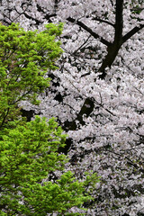 気づけばどこも桜花爛漫