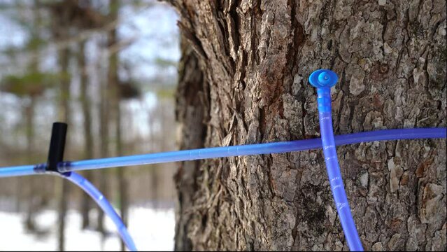 Flow of sap. Maple Sap flowing. Collecting maple sap. Spout. Plastic tubing. Maple sugaring. Maple syrup production. Collecting  the sap. Harvesting the sap. 
Sugaring time.  Harvesting maple sap. 