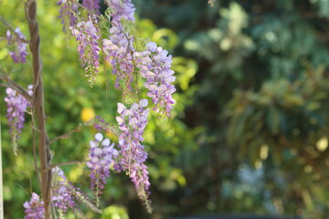 Wisteria sinensis, commonly known as the Chinese wisteria, is a species of flowering plant in the pea family, native to China. Beautiful flowers on background, closeup.