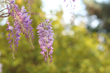 Wisteria sinensis, commonly known as the Chinese wisteria, is a species of flowering plant in the pea family, native to China. Beautiful flowers on background, closeup.