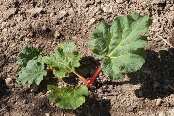 Jeune plant de rhubarbe au printemps