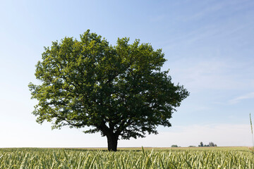 A lonely growing oak tree in a field with cereals