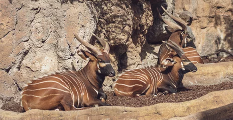 Wandcirkels Antilope antilopes mountain bongos  sitting  © oz