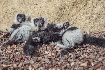 Fototapeta premium funny black and white lemurs sitting 