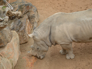 Fototapeta premium rare white rhino close-up