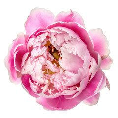 peony flower isolated on white